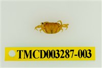 藏品(達觀澤蟹)的圖片